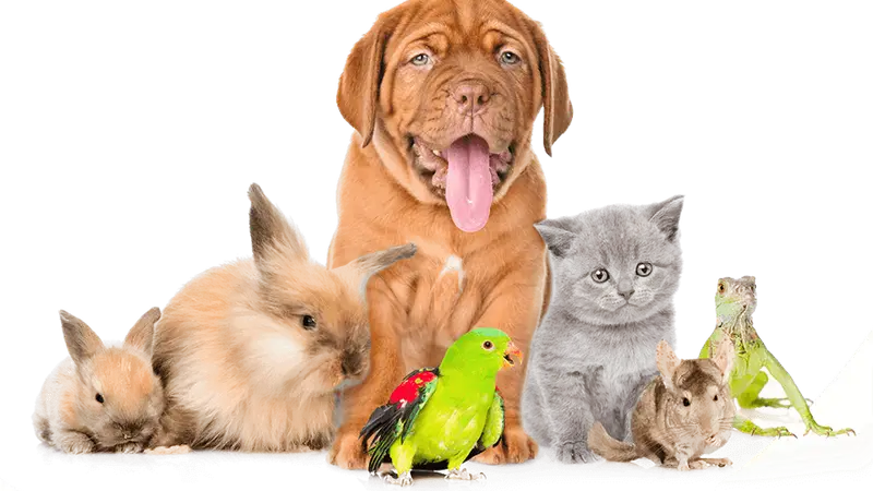 Fido Fitness and Play preview