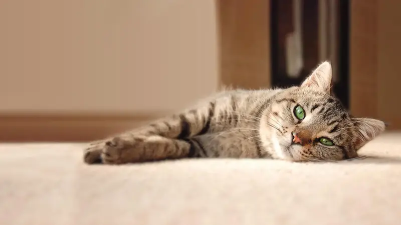 Hurstbourne Animal Hospital preview