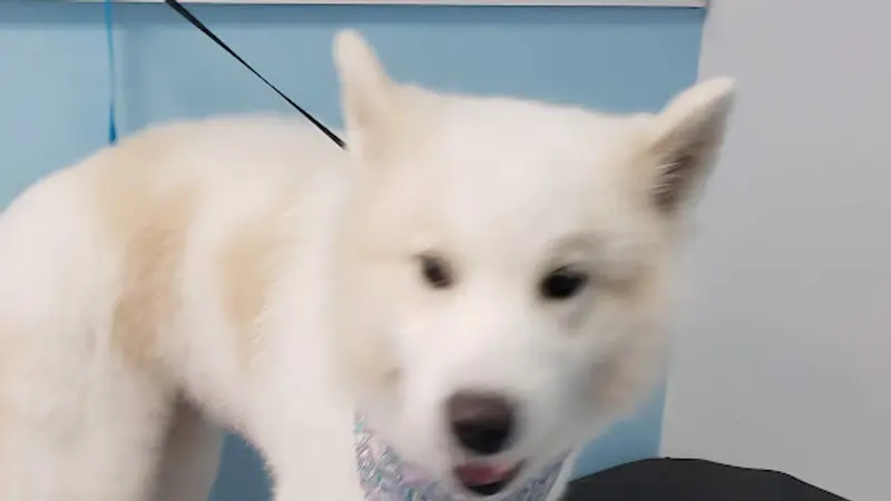 Show Quality Grooming preview
