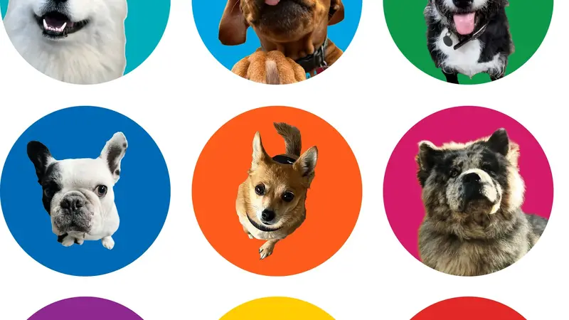 The Pack preview