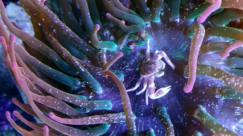 Rivers and Reefs preview
