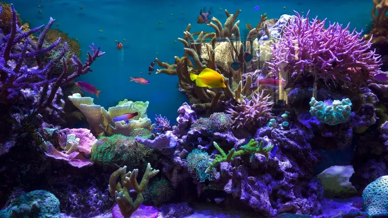 Hardy's Aquatics & Pets preview