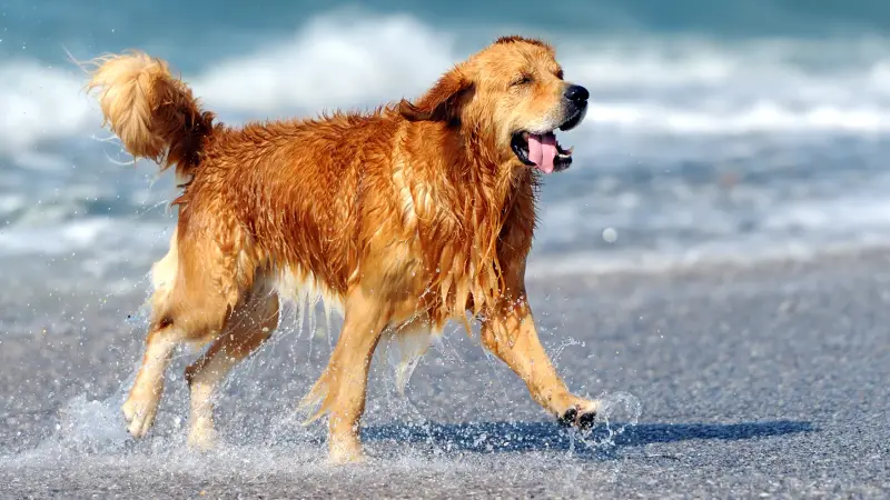 Animal Medical Clinic of Gulf Gate preview
