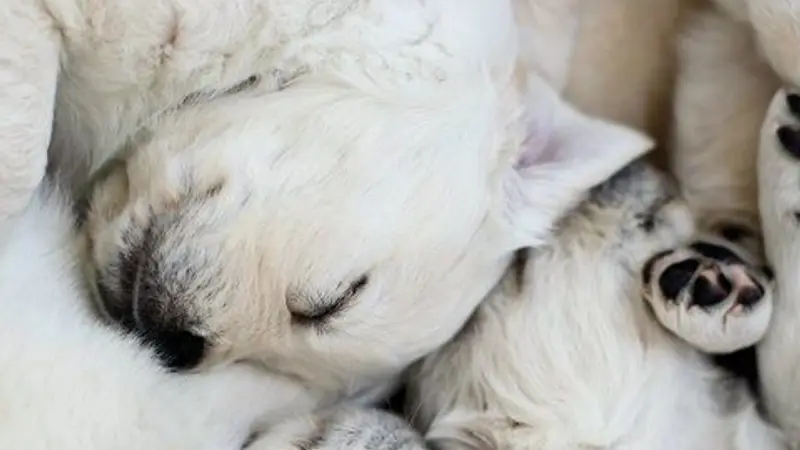 Center For Canines preview