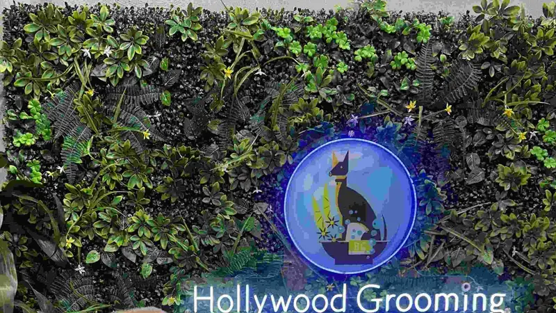 Hollywood Grooming... where every pet is a star! preview