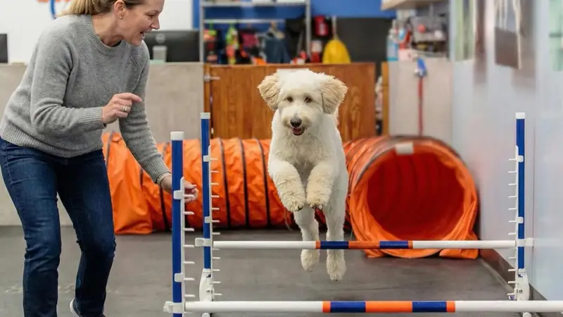 Zoom Room Dog Training preview