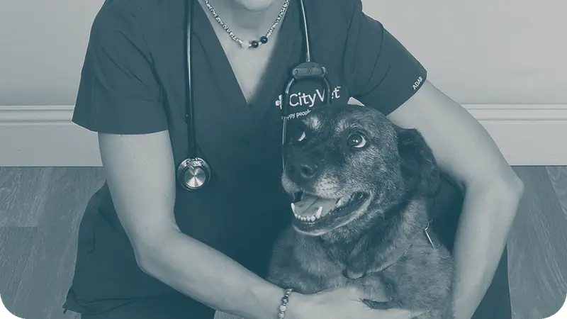 CityVet preview