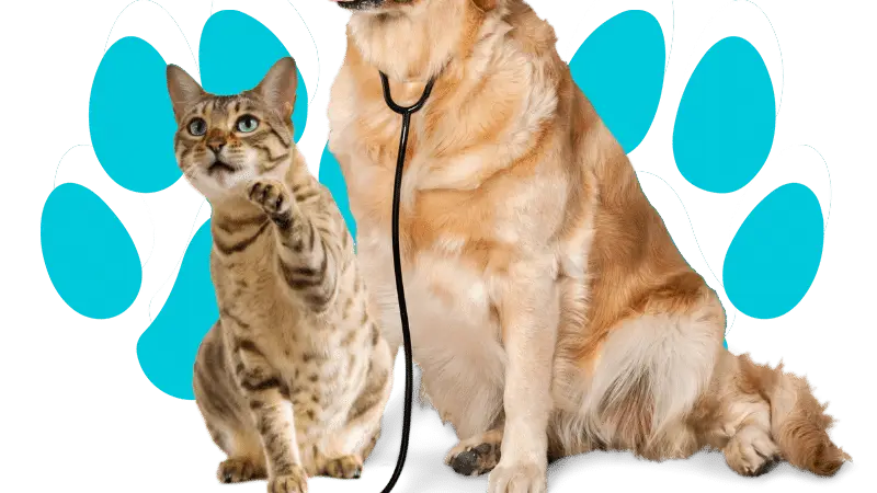 Pawsitive Veterinary Care preview