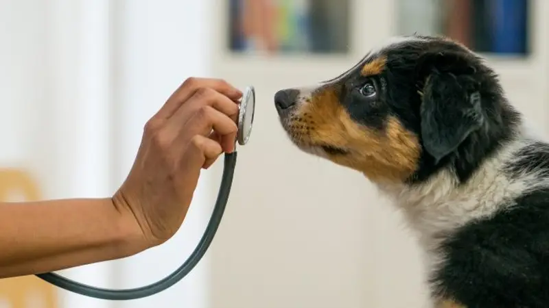 Animal Hospital of Colorado preview