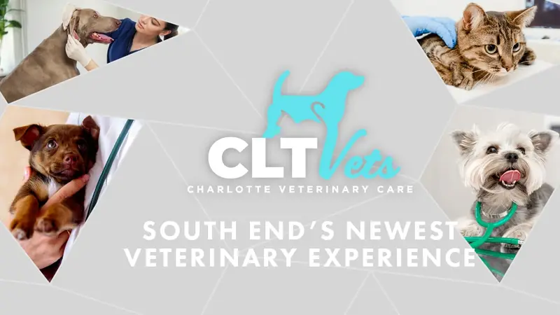 CLT Vets preview