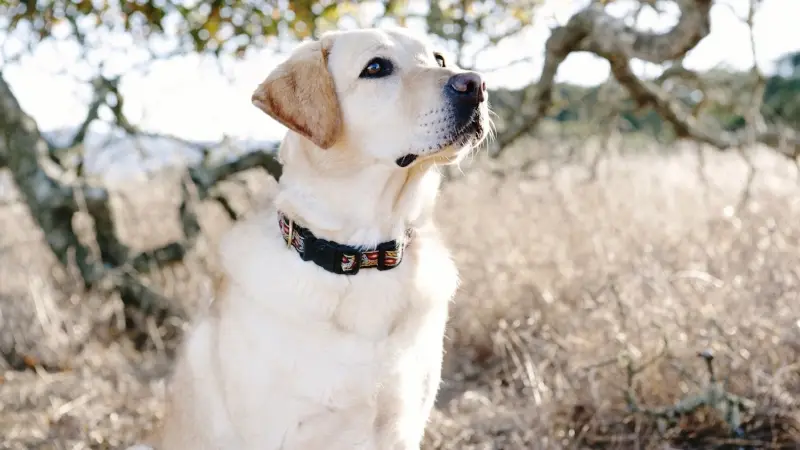 Rosetree Dog Training preview