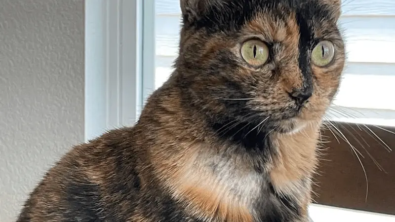 All Pets Animal Hospital preview