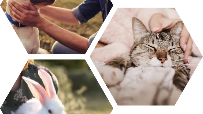 Northview Animal Hospital preview