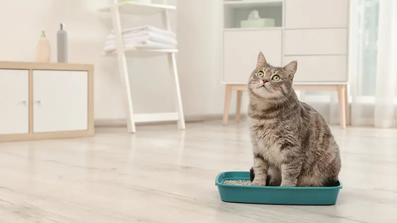 Cat Care of Vinings preview