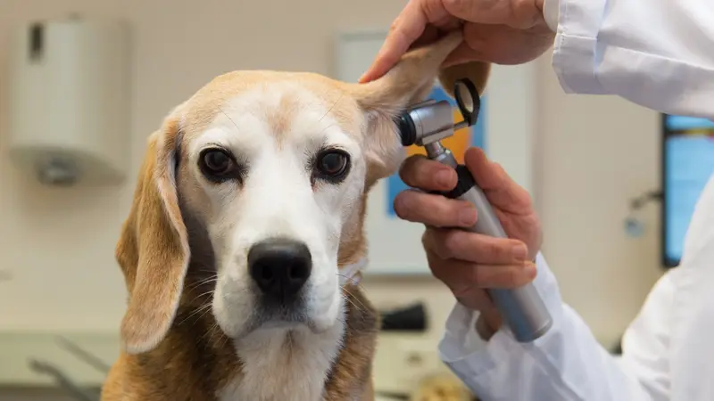 Fan Veterinary Clinic preview