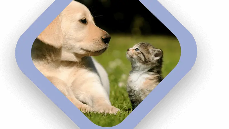 Southwest Veterinary Clinic preview