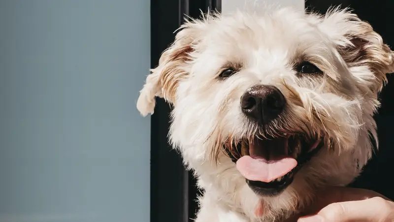 McDowell Mountain Animal Hospital preview