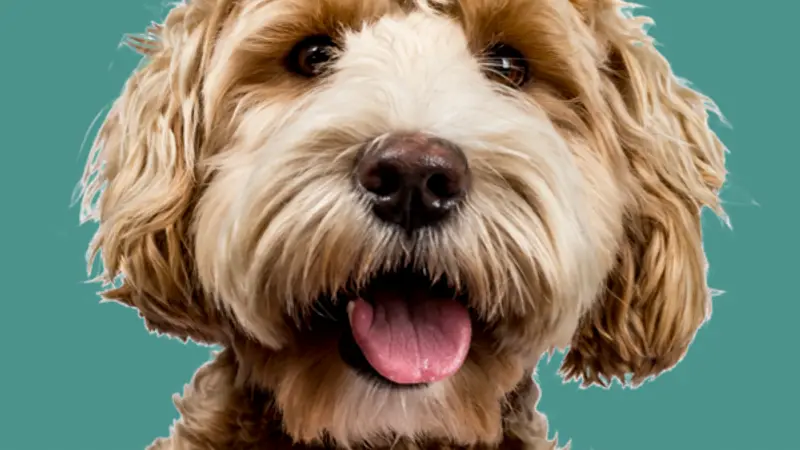 Cha Cha's Doggie Daycare preview