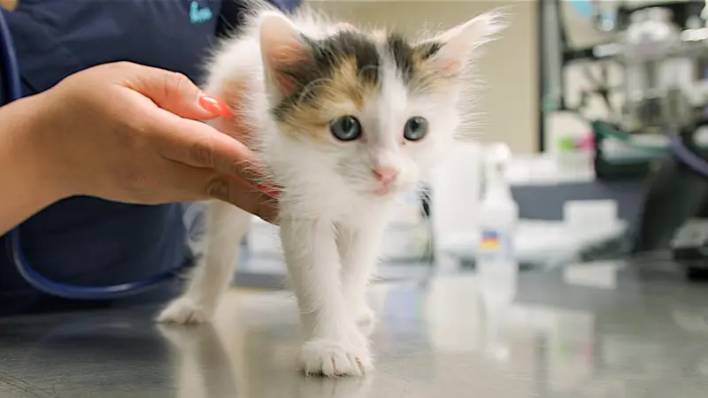 Dallas Veterinary Surgical Center preview