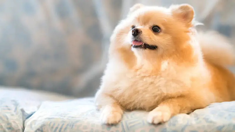 Suds N Pups Dog Grooming and Wash Inc. preview