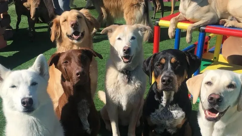 Learning Pawsibiliies preview