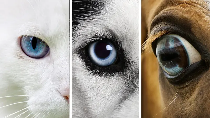Animal Eye Clinic preview