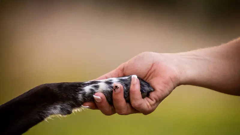 South Austin Dog Center preview