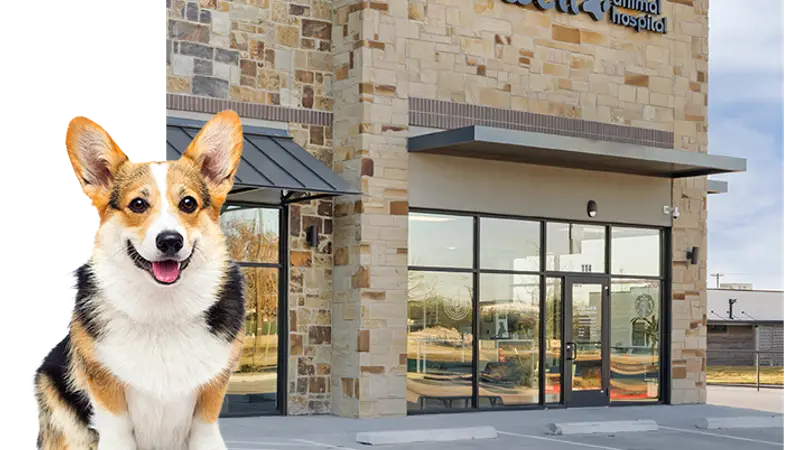 Livewell Animal Hospital of McKinney preview