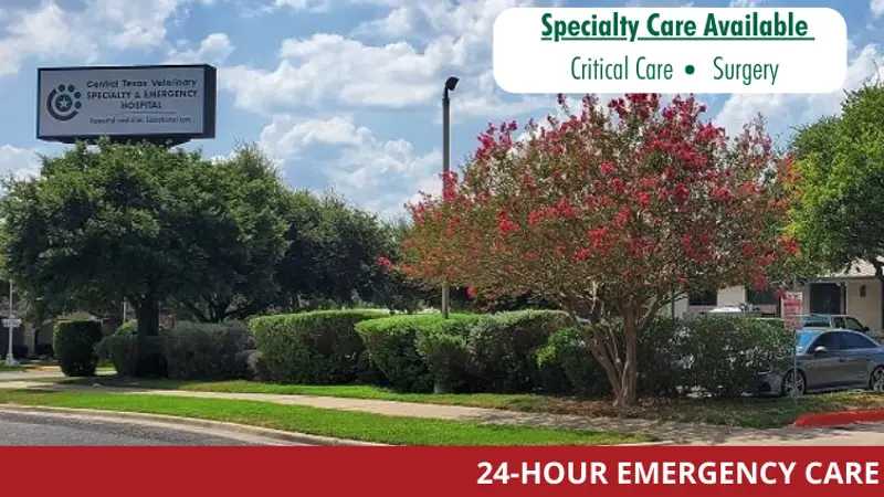Central Texas Veterinary Specialty & Emergency Hospital preview