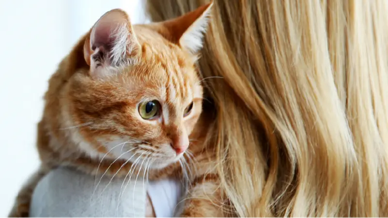Carver Street Animal Hospital preview
