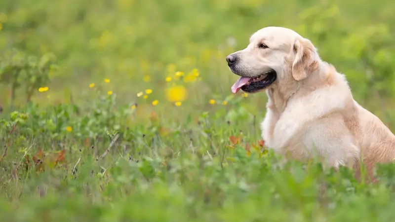 Eldorado Animal Hospital preview