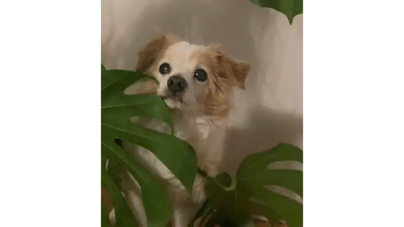 K9 Spa preview