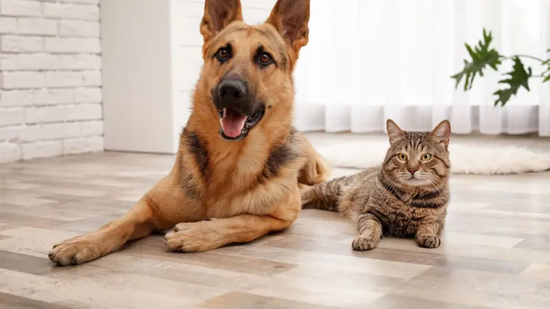 Highland's Pet Medical Clinic preview