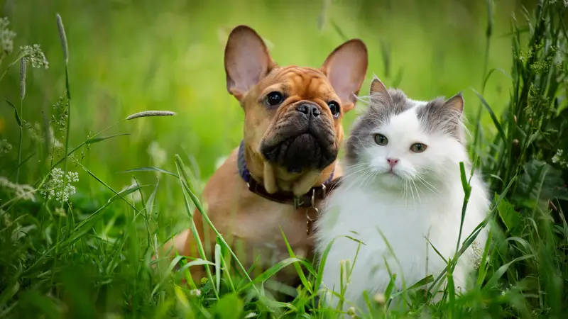 Hardin Valley Animal Hospital preview