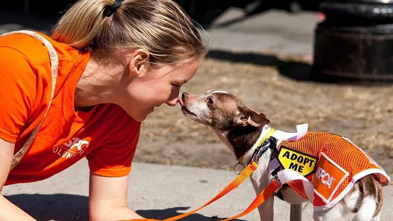 Spay-Neuter Clinics Aspca preview