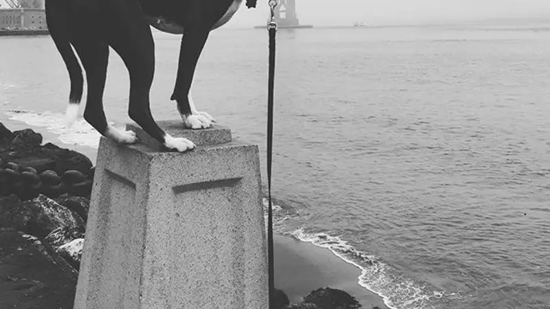 Filson Dog School preview