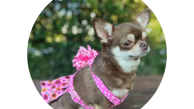 Lulu's Collars, Etc preview