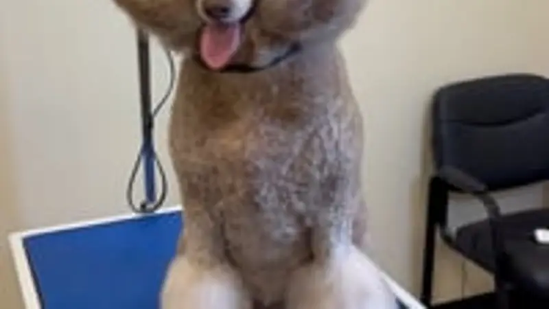 Chic Doggy Grooming preview