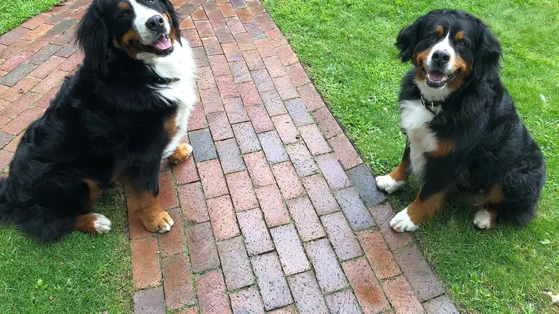 Lakes Area Dogs LLC preview