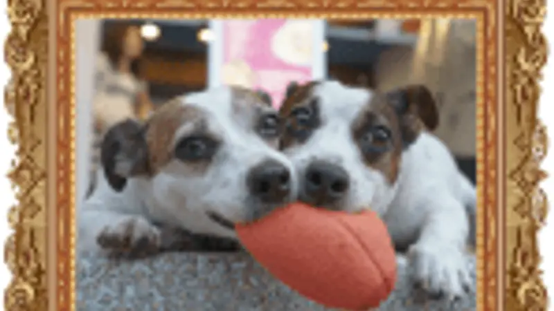 Max’s Natural Pet Market & Salon - Naples preview