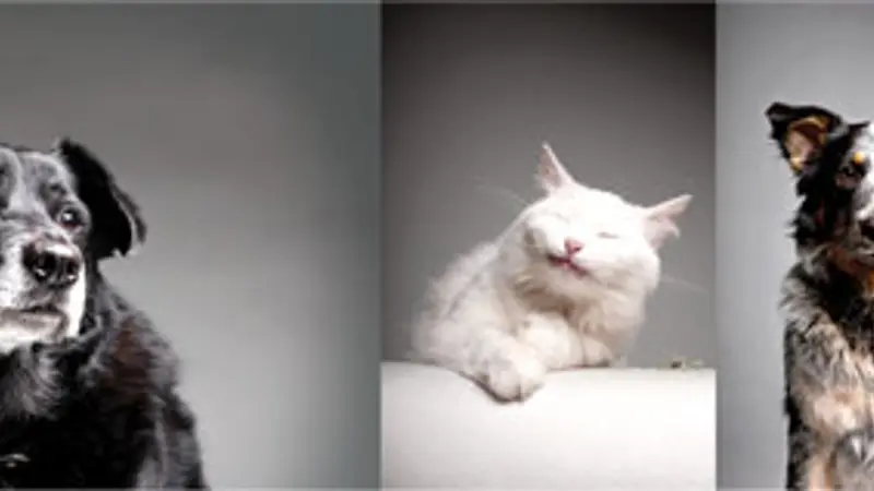 The Urban Pet preview