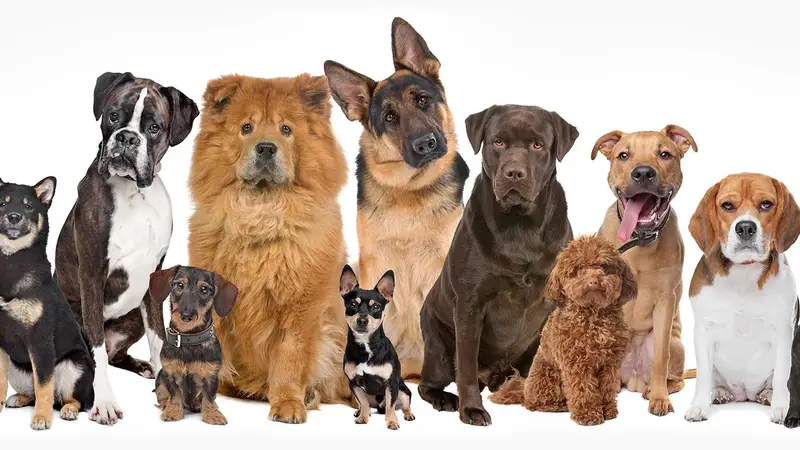Urban Dogg Pet Grooming preview