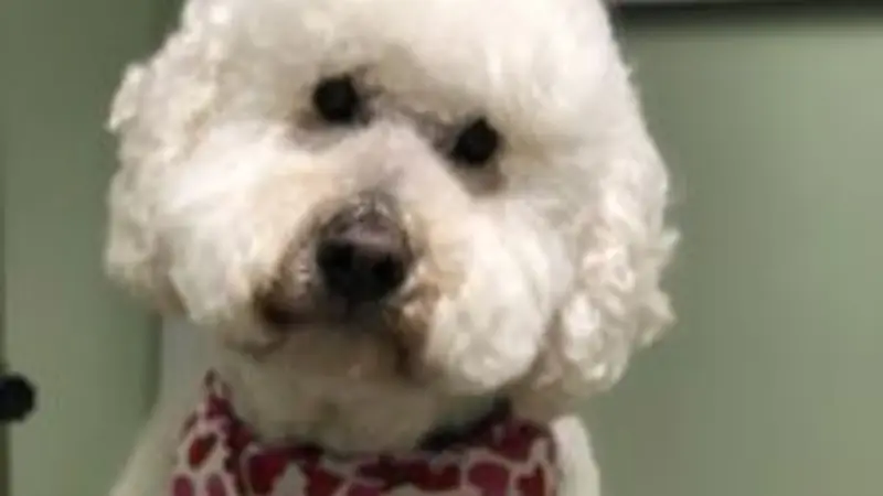 Doggie Style Bowtique preview