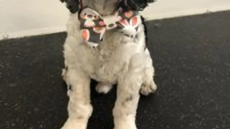 Dogtopia preview