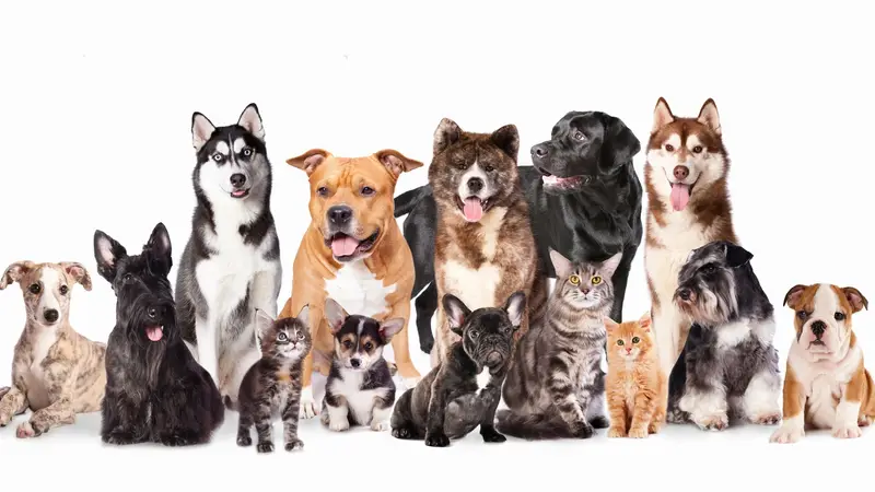 Sunstone Animal Hospital preview