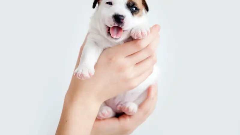 Puppies Galore & More preview