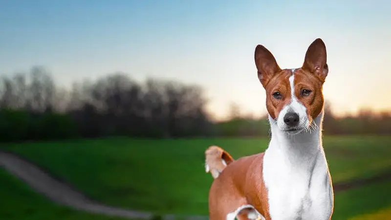 Inman Park Animal Hospital preview