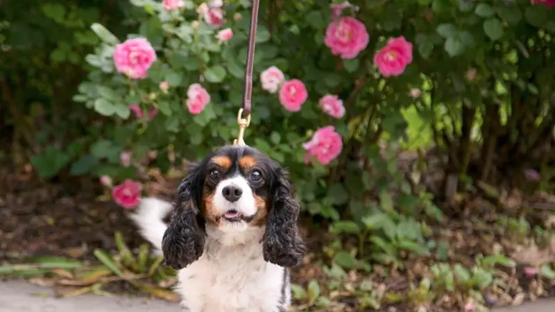 Windy City Paws preview