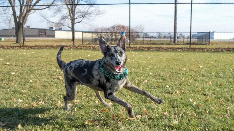 Windsor Heights Dog Park preview