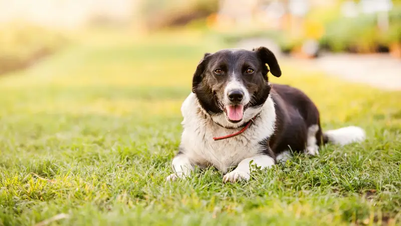 Tanglewilde Veterinary Clinic preview